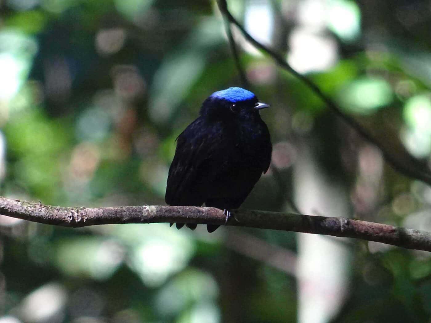 Blue Crowned Manakin.jpg