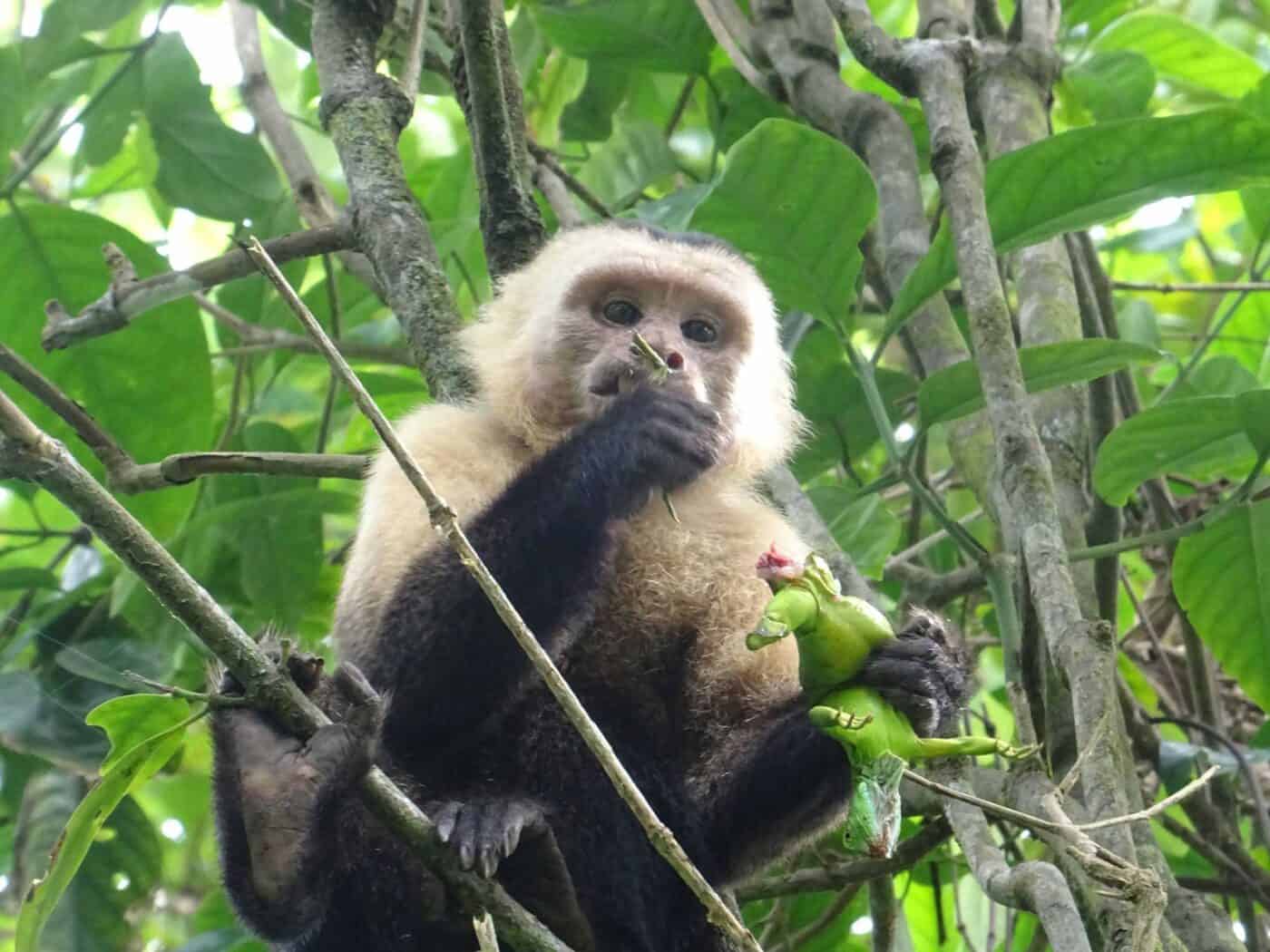 Capuchin monkey.jpg