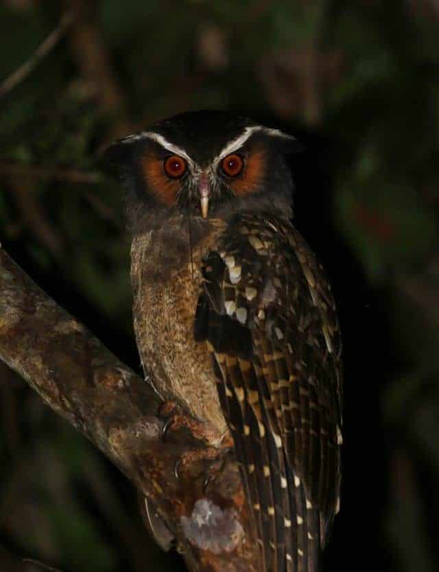 Crested Owl 1 E1531293735235.jpg