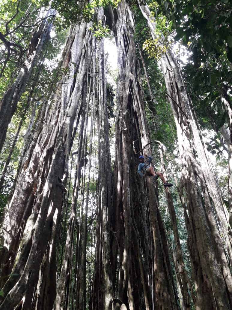 Tree Climbing Osa Peninsula 2