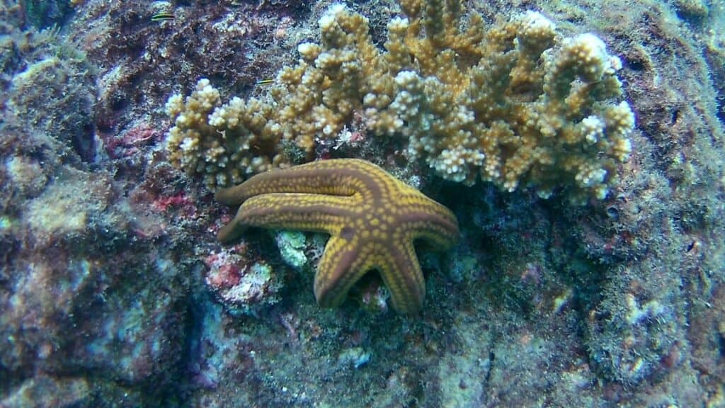 Diving Caño Island Sea Star