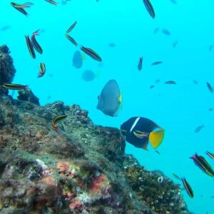 diving-isla-caño-fish
