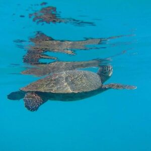 snorkel-isla-caño-turtle
